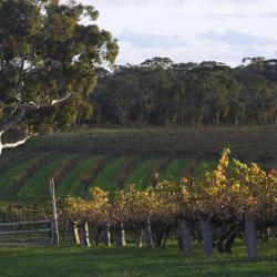 Barossa Valley Accommodation Los Angeles