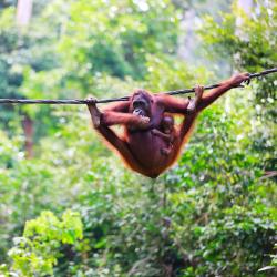 Borneo Accommodation Los Angeles