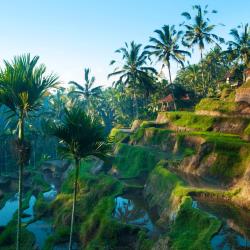 Ubud Accommodation Los Angeles