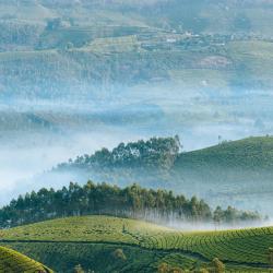 Munnar and Surroundings Accommodation Los Angeles