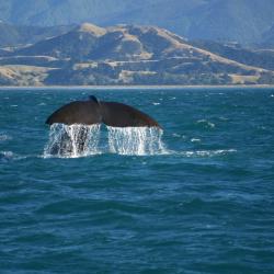 Kaikoura Accommodation Los Angeles