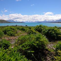 Lake Tekapo Accommodation Los Angeles