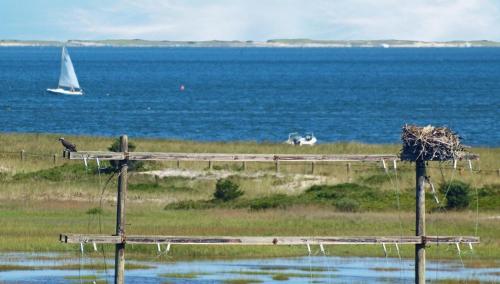 #606 Chatham Charmer - thumb 5