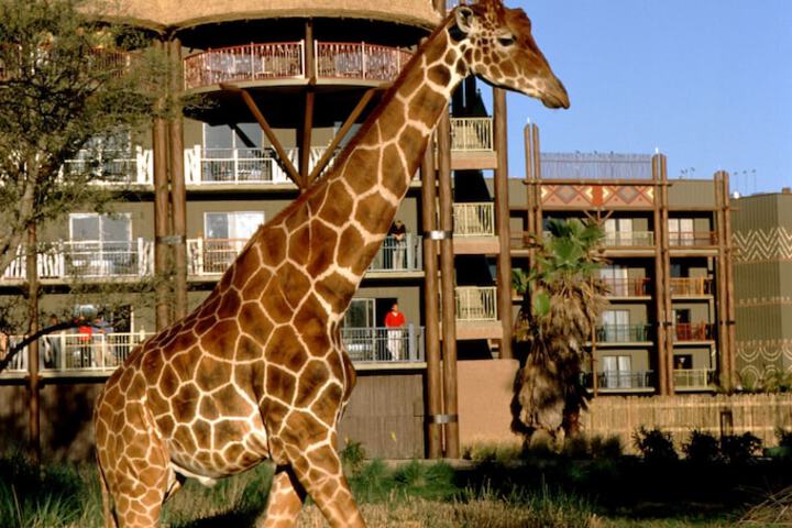 Disney's Animal Kingdom Lodge - thumb 1