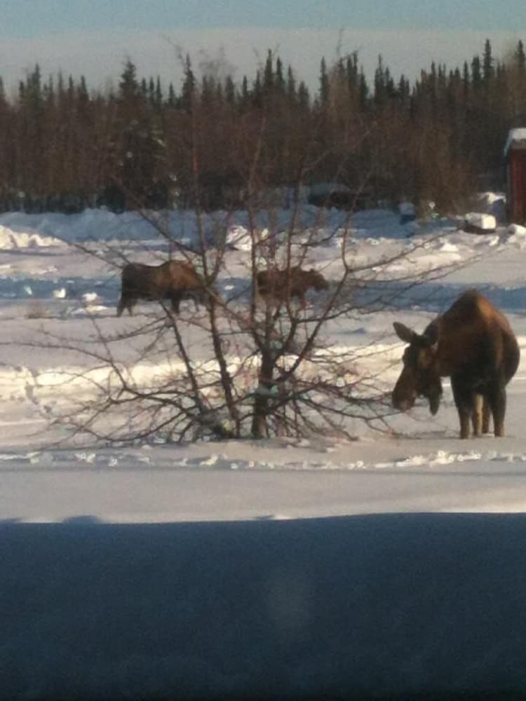 Alaska Log Cabins On The Pond B & B - thumb 2