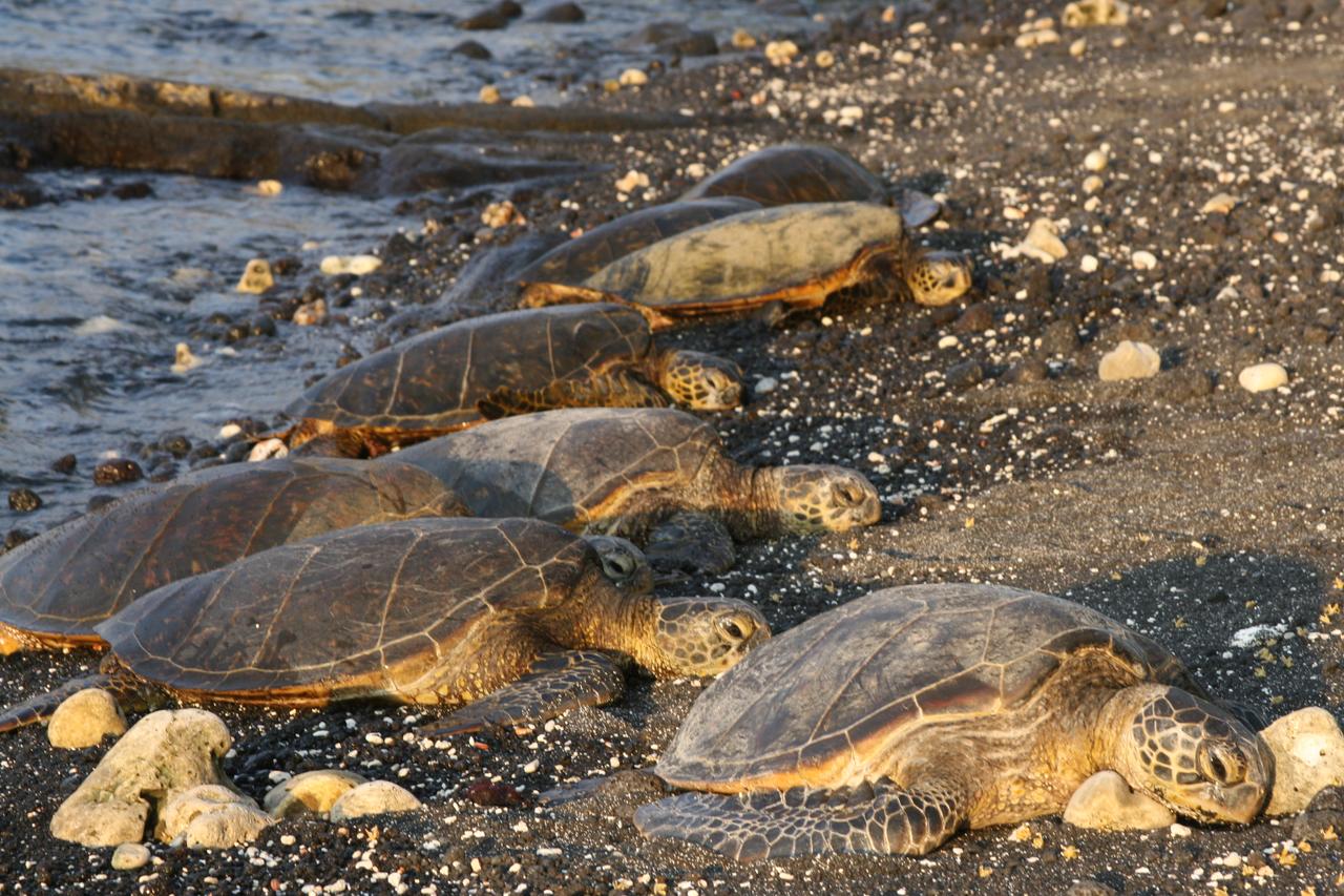 Hawaii Island Retreat At Ahu Pohaku Ho`omaluhia - thumb 43