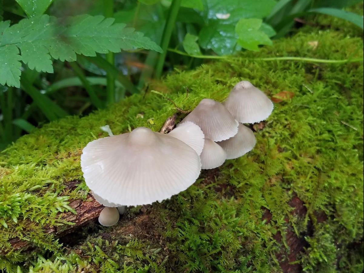 Tentrr - Hidden Hilltop Hideaway - thumb 16