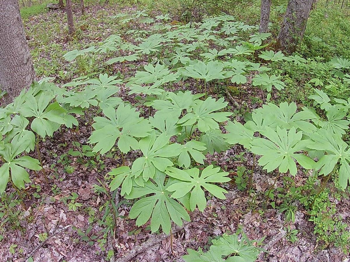 Tentrr - Hidden Hilltop Hideaway - thumb 3