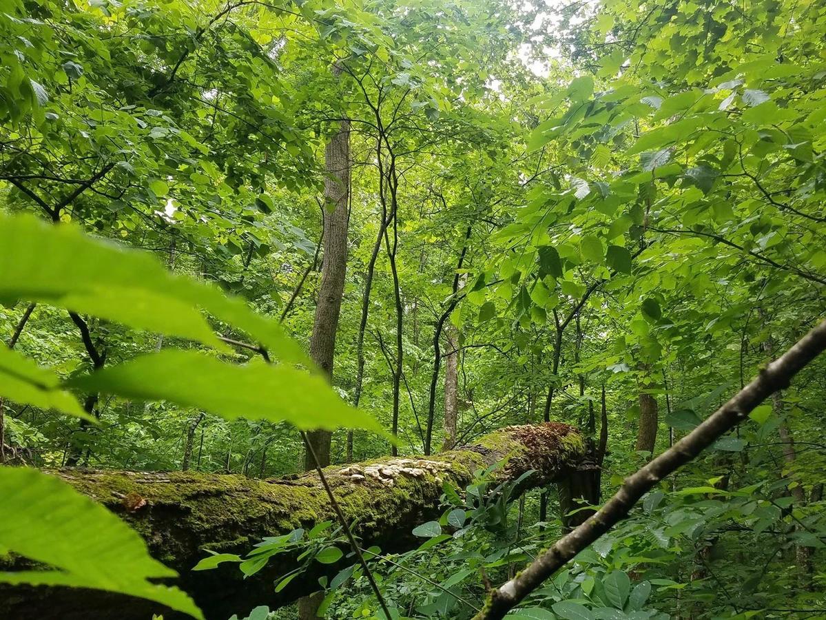 Tentrr - Hidden Hilltop Hideaway - thumb 8