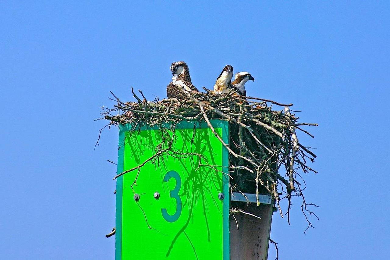 Mazu, The Floating Cottage In Maine - thumb 16