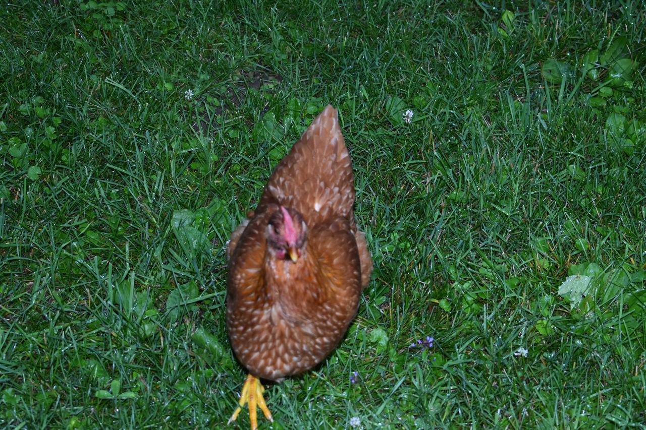 Harbour House Inn B&B - thumb 30