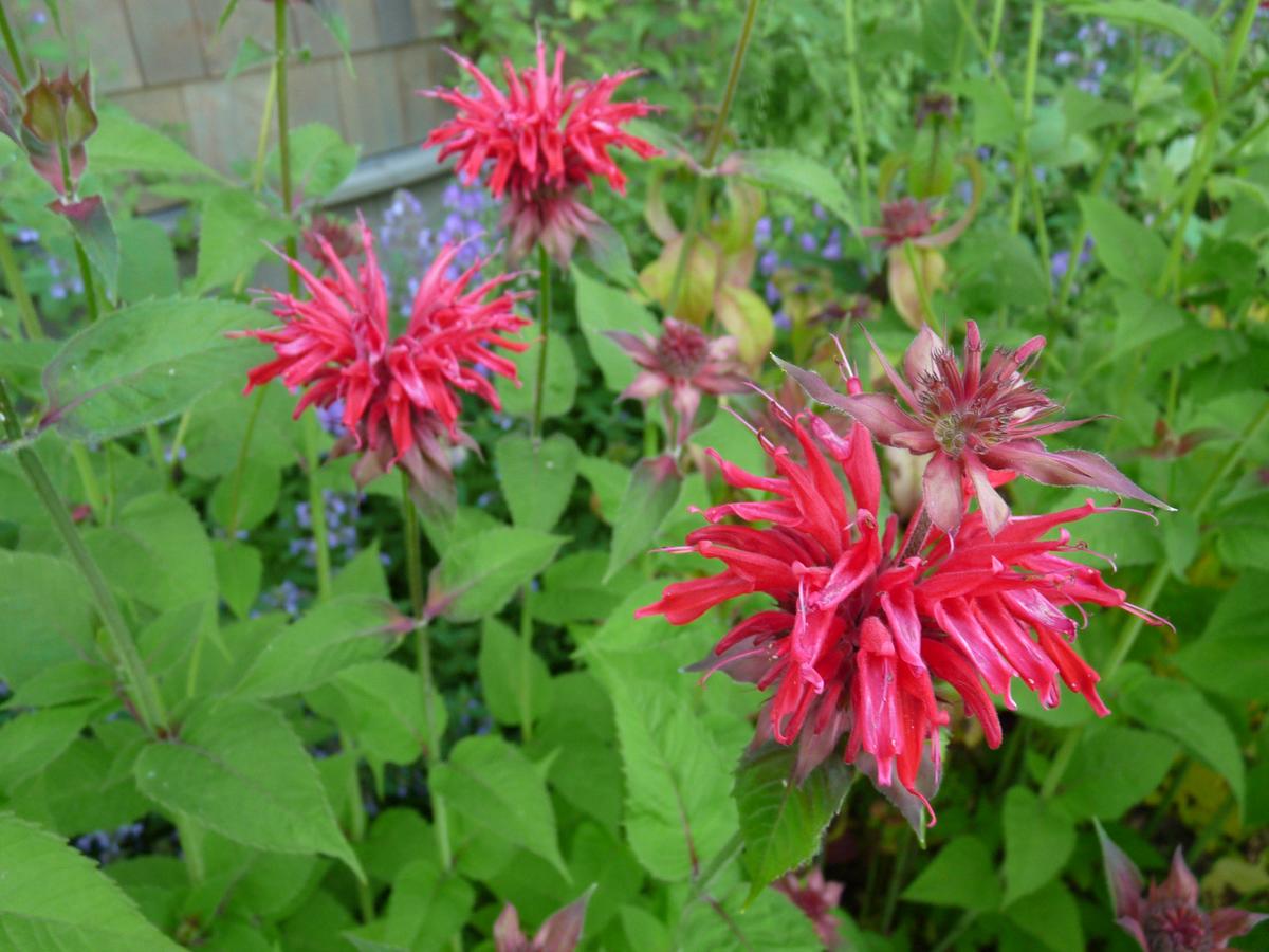 Whitefish River Inn Home - thumb 2