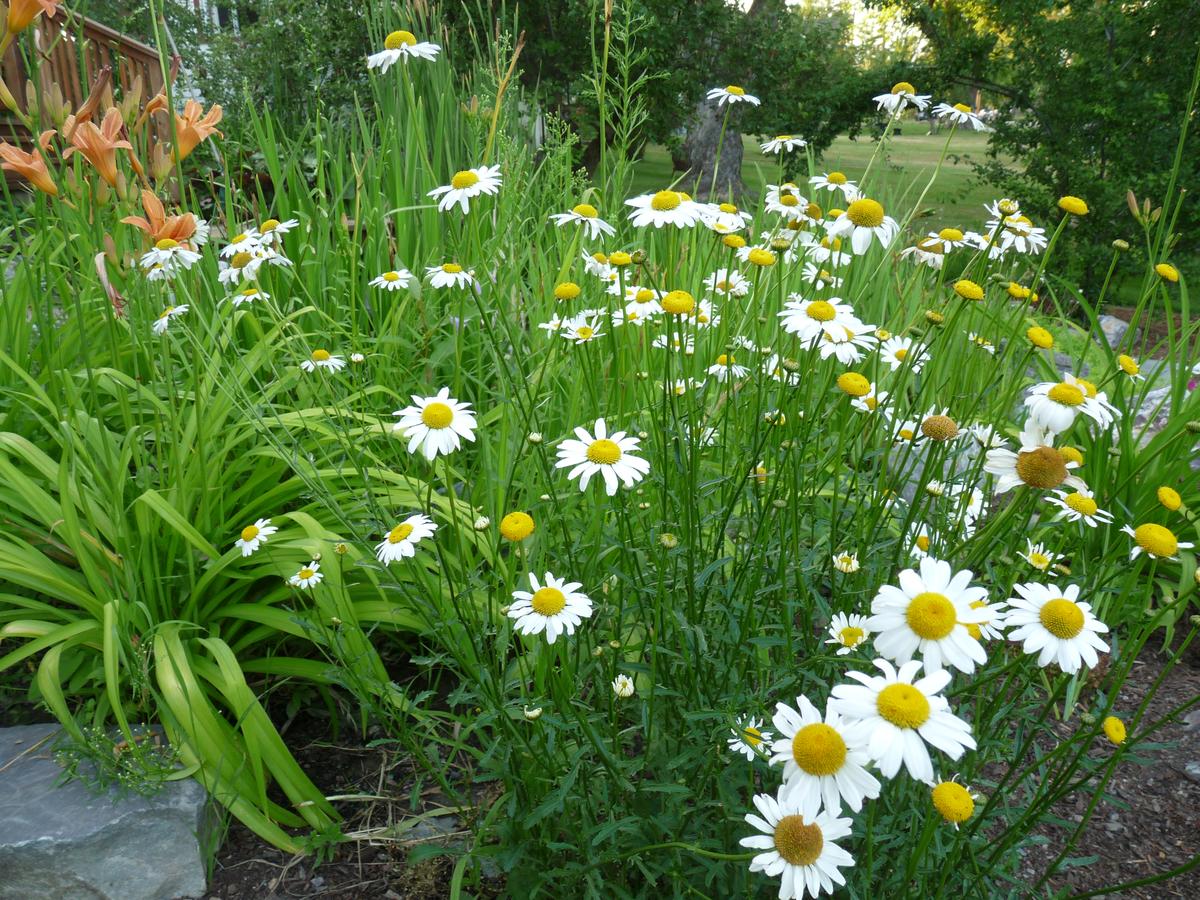 Whitefish River Inn Home - thumb 15