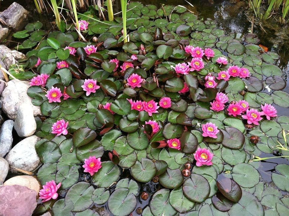 Whitefish River Inn Home - thumb 5