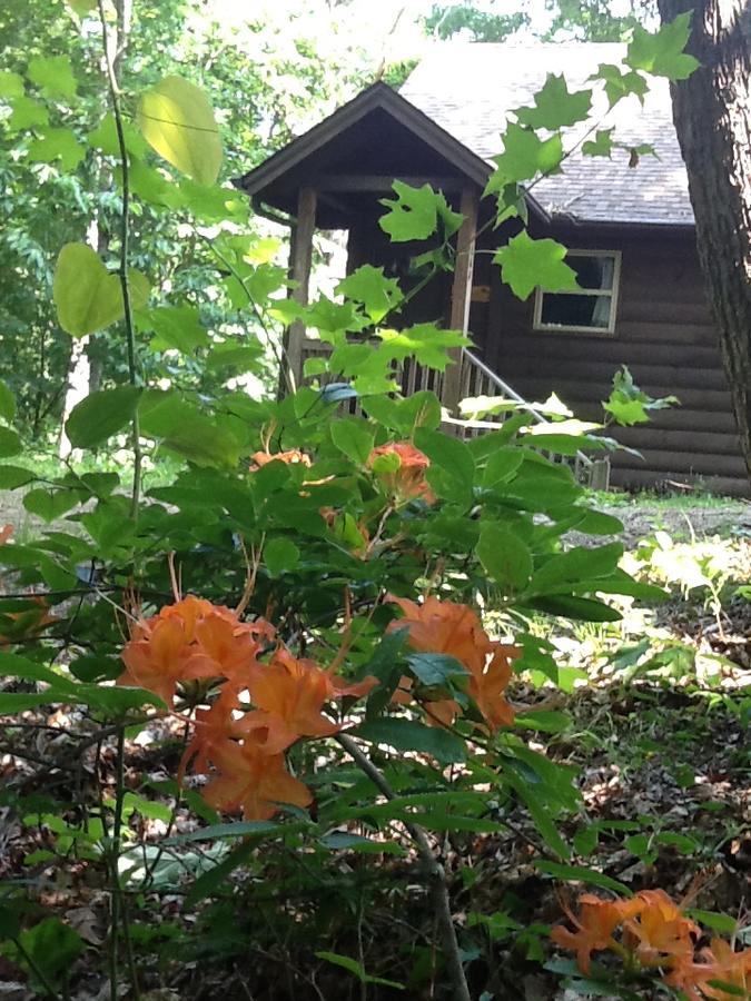 The Sassafras Breeze - thumb 7