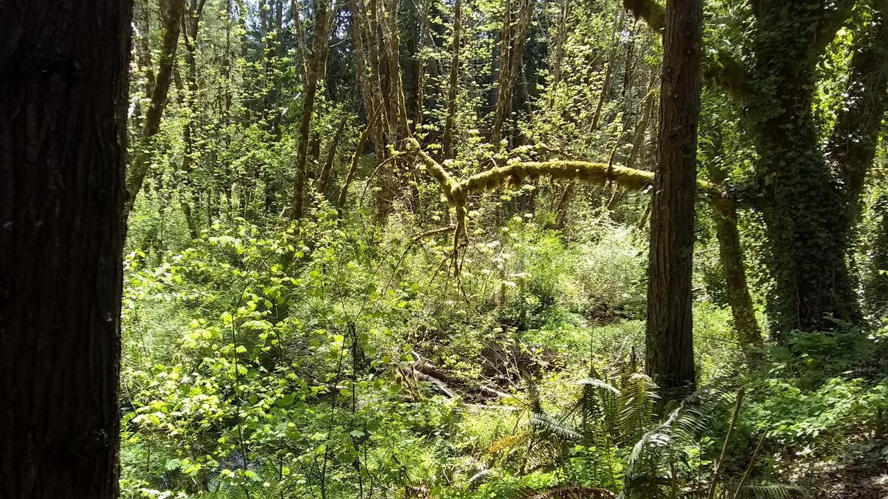 McKenzie Downhill - thumb 16