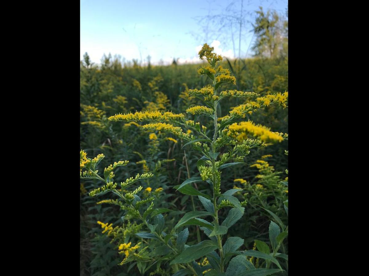 Tentrr - Lucky Hill - thumb 9