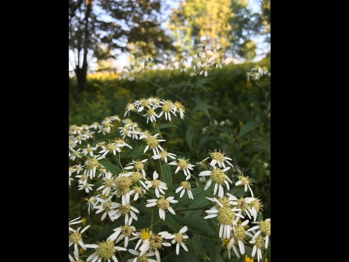 Tentrr - Lucky Hill - thumb 1