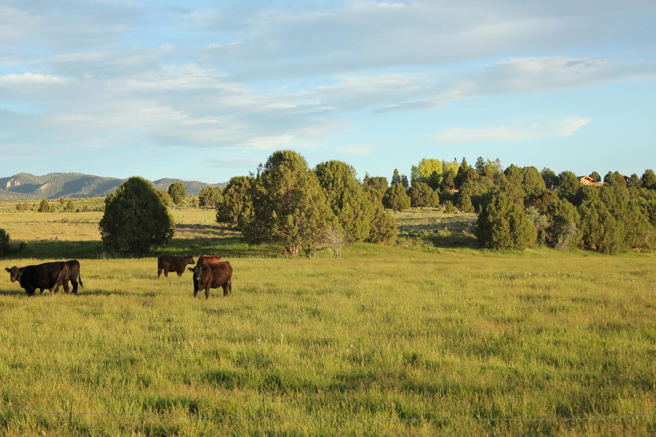 Sevier River Ranch & Cattle Company - thumb 28