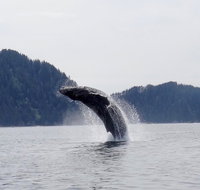 Eagles Wings Wilderness Lodge - Accommodation Los Angeles