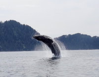 Ny Klawock Accommodation Los Angeles