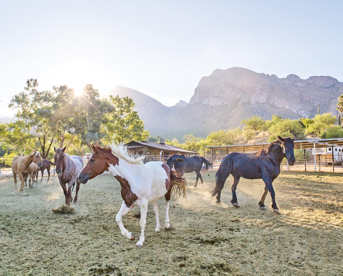 El Conquistador Tucson, A Hilton Resort - thumb 12