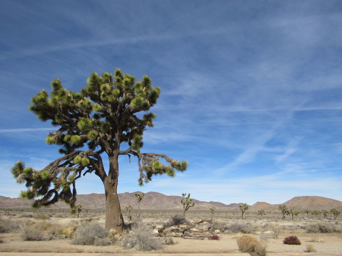 Holiday Inn Express Hotel & Suites Twentynine Palms - thumb 5