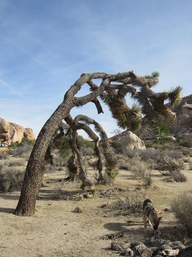 Holiday Inn Express Hotel & Suites Twentynine Palms - thumb 7