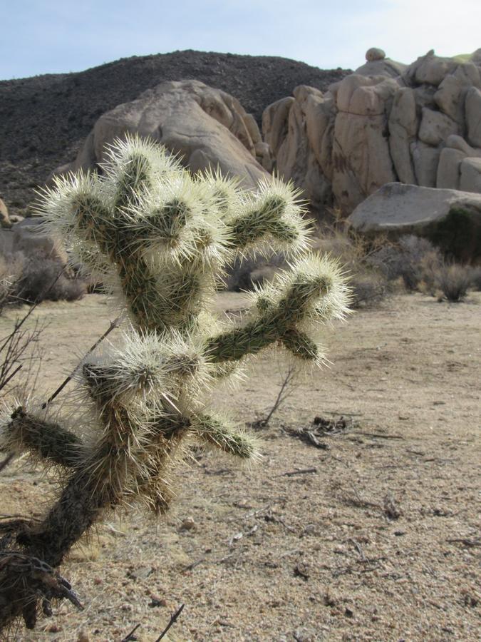 Holiday Inn Express Hotel & Suites Twentynine Palms - thumb 42