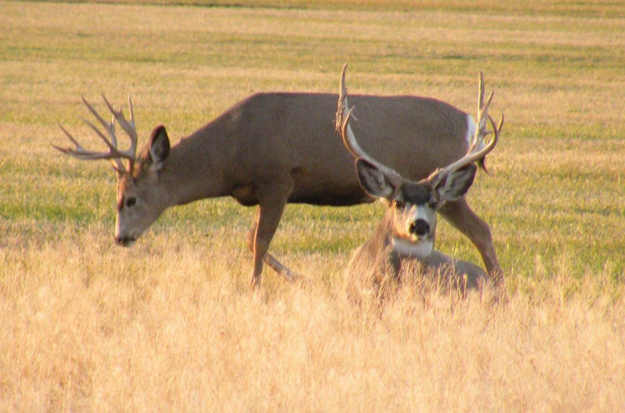 Wild Skies Cabin Rentals In Craig, CO - thumb 5