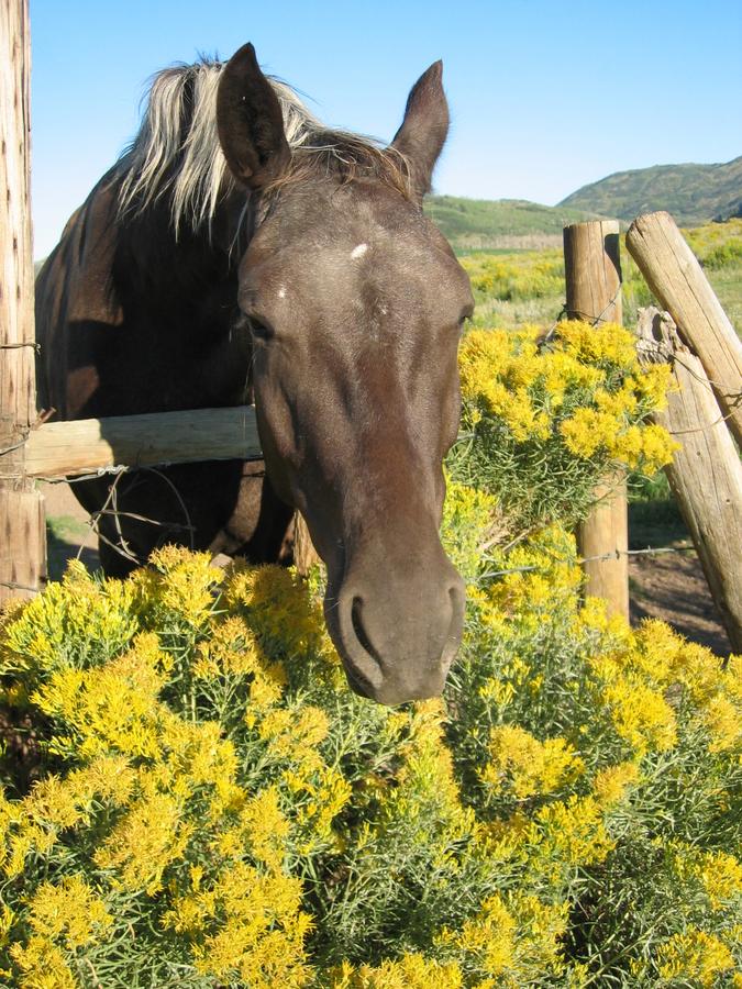 Wild Skies Cabin Rentals In Craig, CO - thumb 2