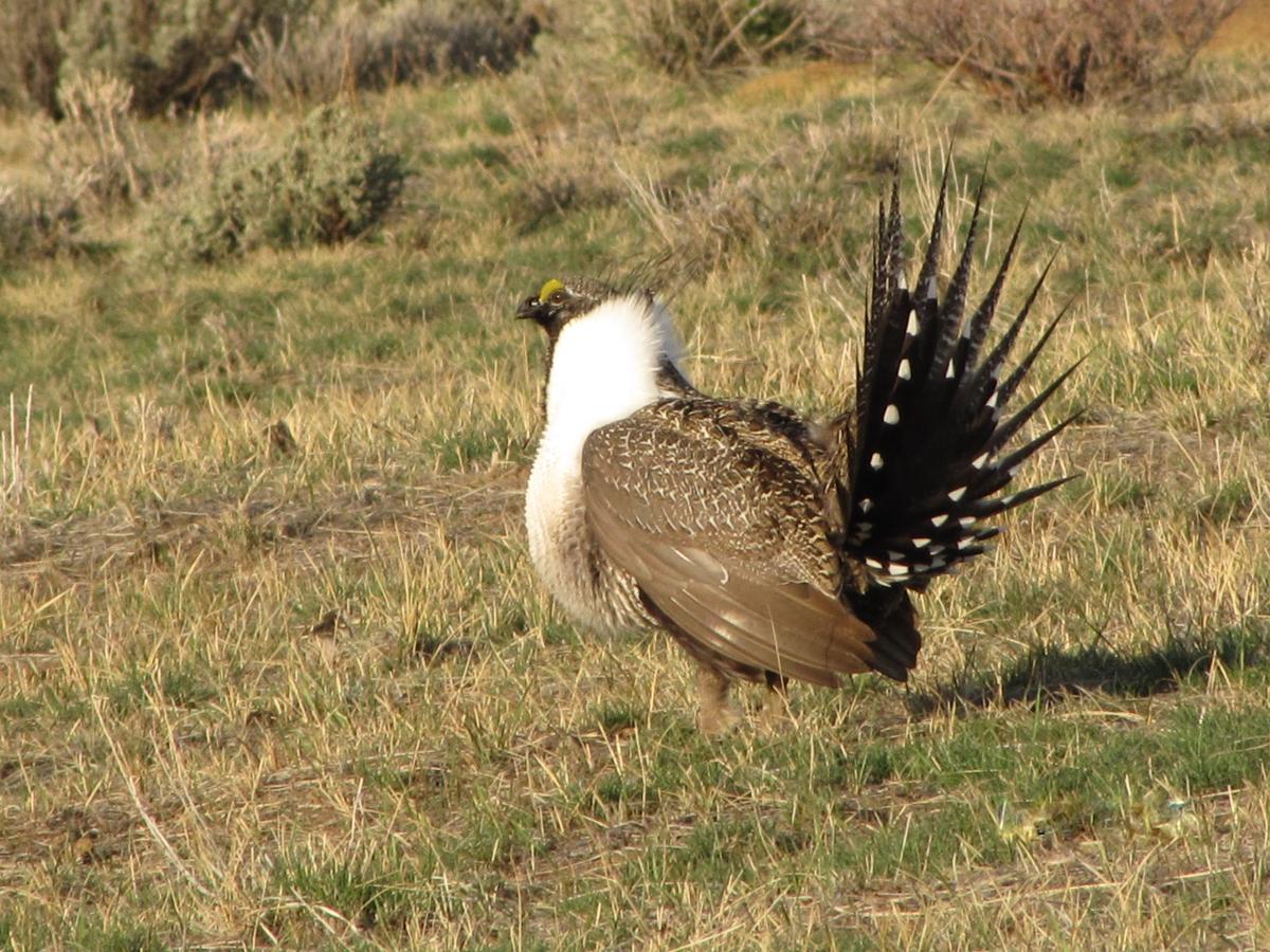 Wild Skies Cabin Rentals In Craig, CO - thumb 3