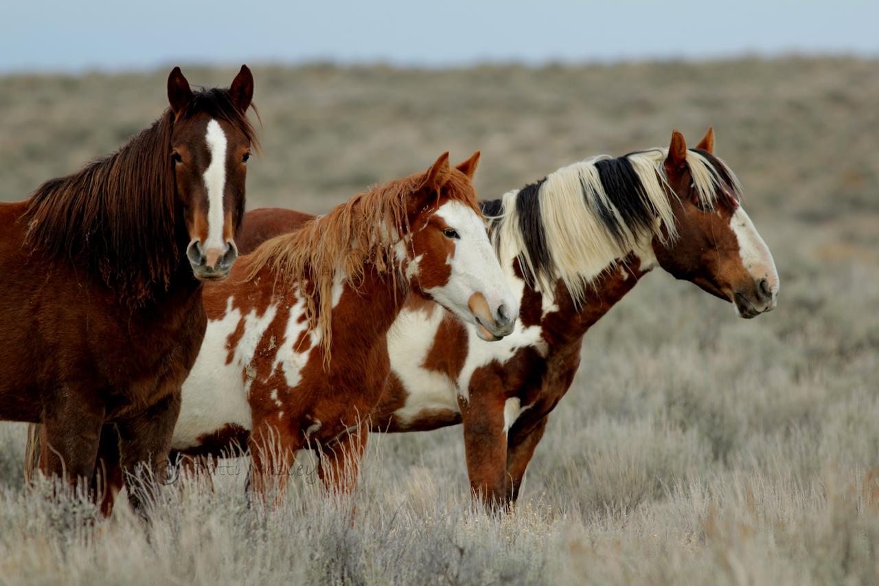 Wild Skies Cabin Rentals In Craig, CO - thumb 27