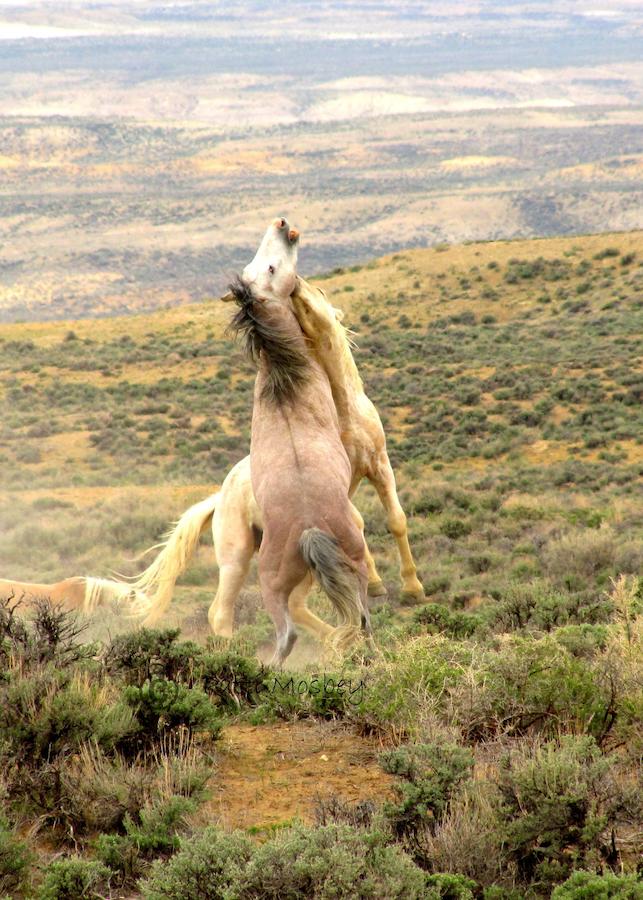 Wild Skies Cabin Rentals In Craig, CO - thumb 22