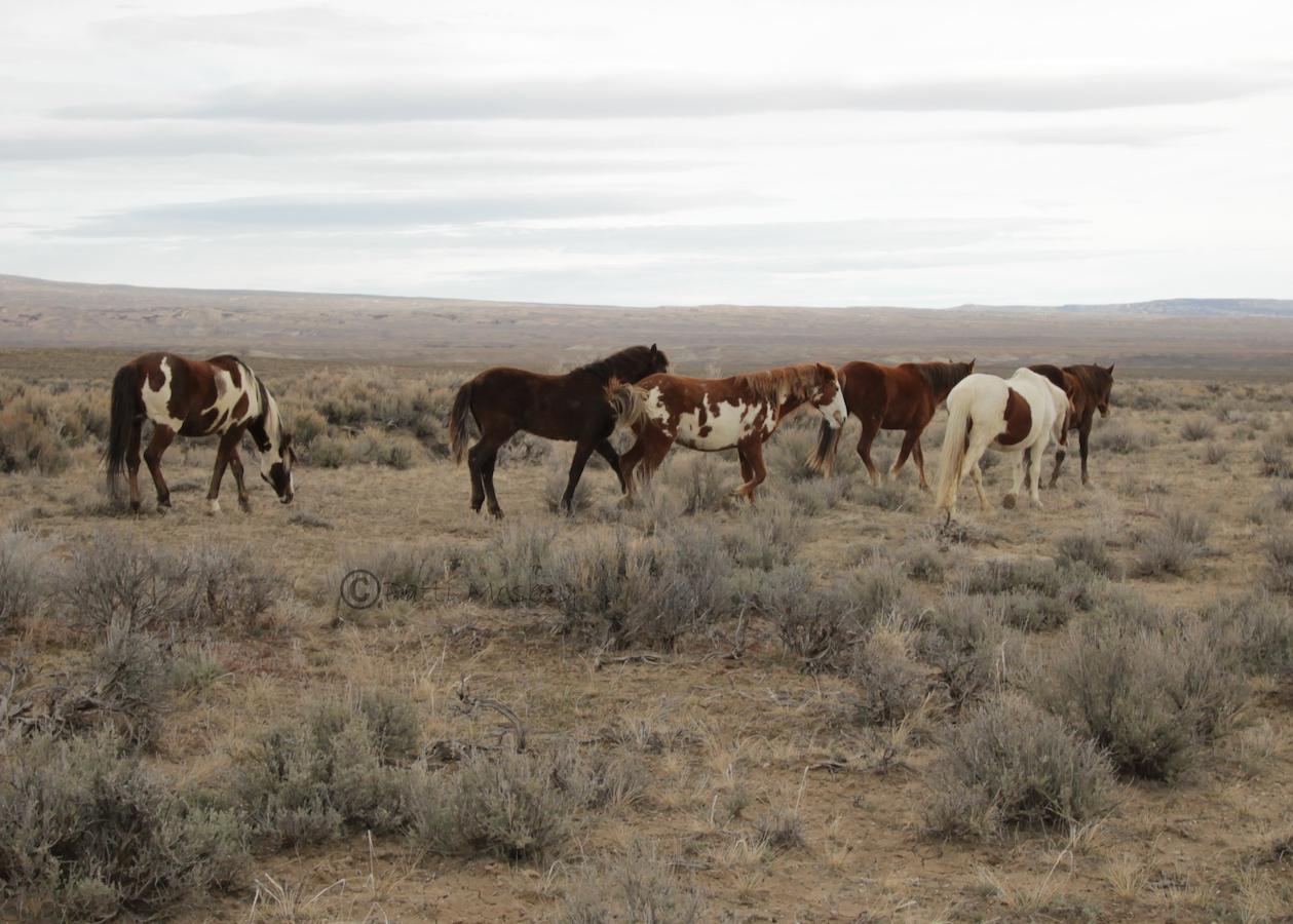 Wild Skies Cabin Rentals In Craig, CO - thumb 37