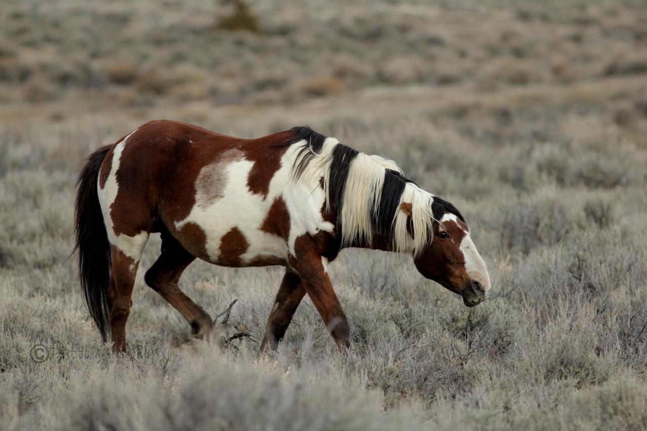 Wild Skies Cabin Rentals In Craig, CO - thumb 23