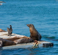 San Diego Shore Excursion San Diego Seal Tour - Accommodation Los Angeles