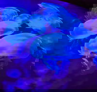 Shark Reef at Mandalay Bay Hotel and Casino - Accommodation Los Angeles