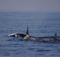 San Diego Whale Watching Cruise - Accommodation Los Angeles