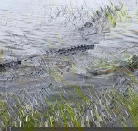 Everglades Airboat Safari - Accommodation Los Angeles