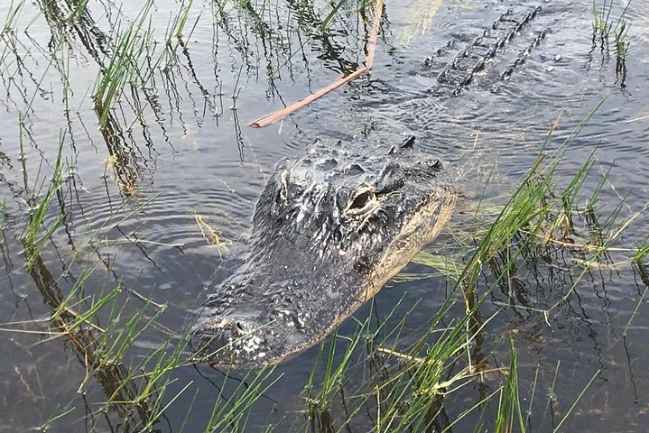 Everglades Airboat Safari - thumb 3