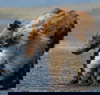 Alaska 7-Day Brown Bears and Denali Adventure from Anchorage - Accommodation Los Angeles