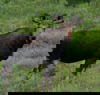 Ultimate Alaskan Adventure - Accommodation Los Angeles