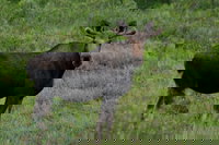 Igiugig Ak Accommodation Los Angeles