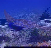 Night Manta Ray Adventure - Accommodation Los Angeles