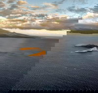 Maui Whale Watching -Private- Air Tour Spectacular Humpbacks Seen from Above - Accommodation Los Angeles