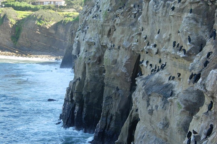 La Jolla Sea Caves Kayak Tour - thumb 3