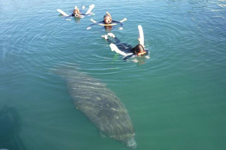 Manatee Snorkeling Tours - thumb 0