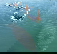 Manatee Snorkeling Tours - Accommodation Los Angeles