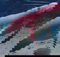 Swim with the Manatees Includes In-Water Guide/Photographer - Accommodation Los Angeles